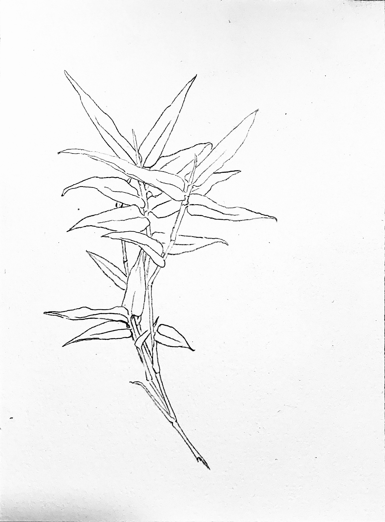 竹- 原创作品 - 站酷(zcool)