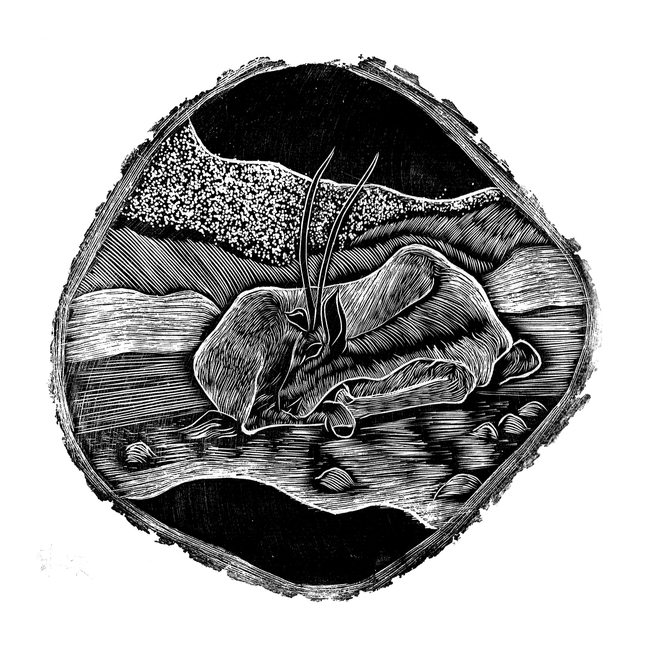 木口木刻—濒危动物