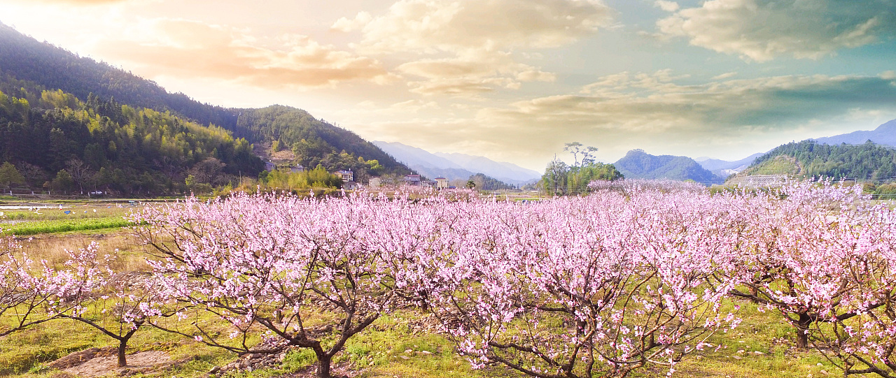 活动摄影案例|泠然茶道于三渡桃花林赏花品茶纪实