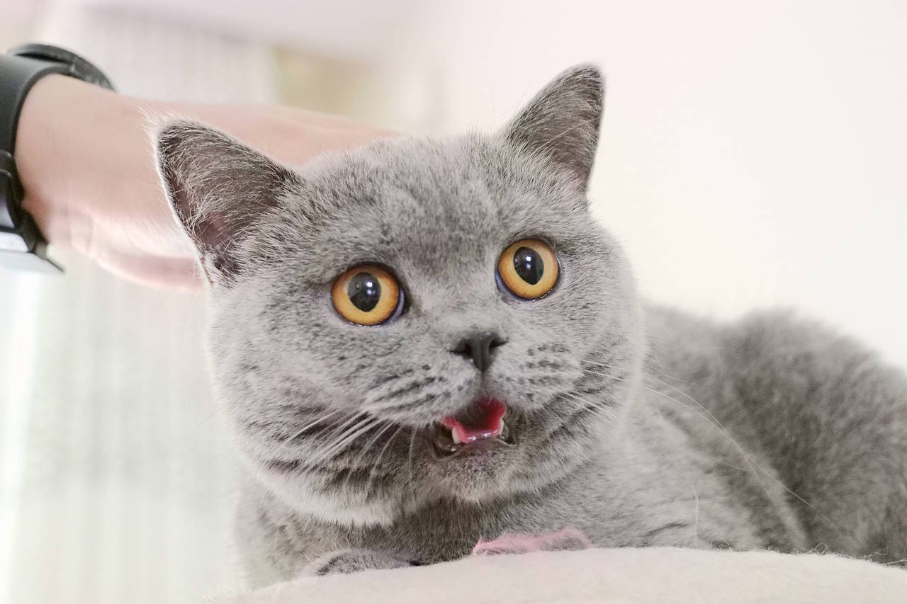 种猫-MM-纯蓝色-冬梅-英国短毛猫|沐米猫舍