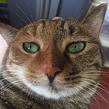 Tcat的头像