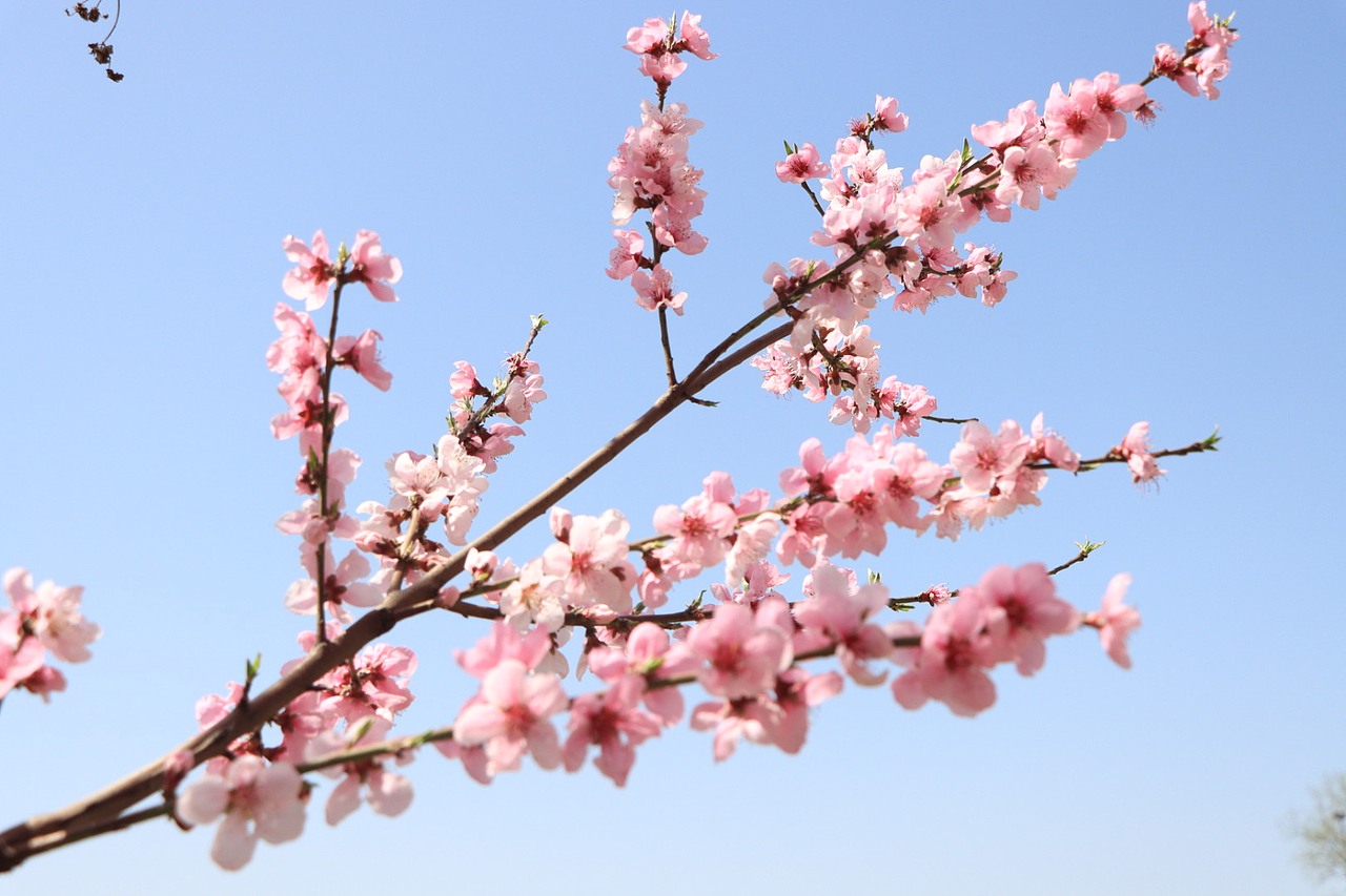 三月桃花胜春风