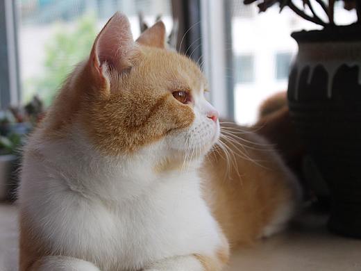 叫我+1好了（个人主页-ZMzQ1NjIzNzY=） - 宠物摄影 - 站酷设计师豆子豆子豆原创素材 - 站酷ZCOOL