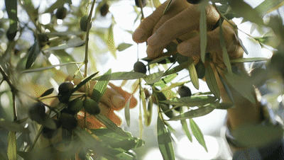 广告视频|YHKcare密罗木抗敏保湿霜