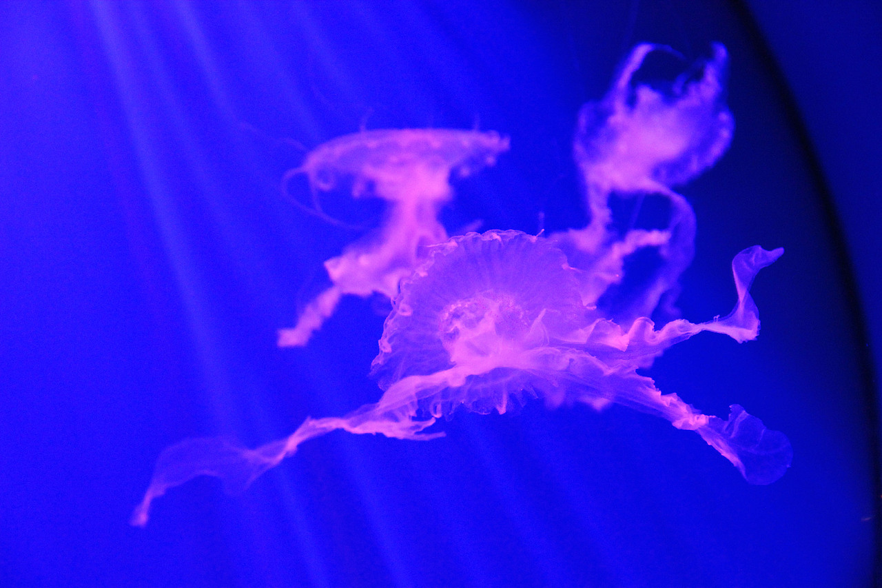 长沙海底世界—水母