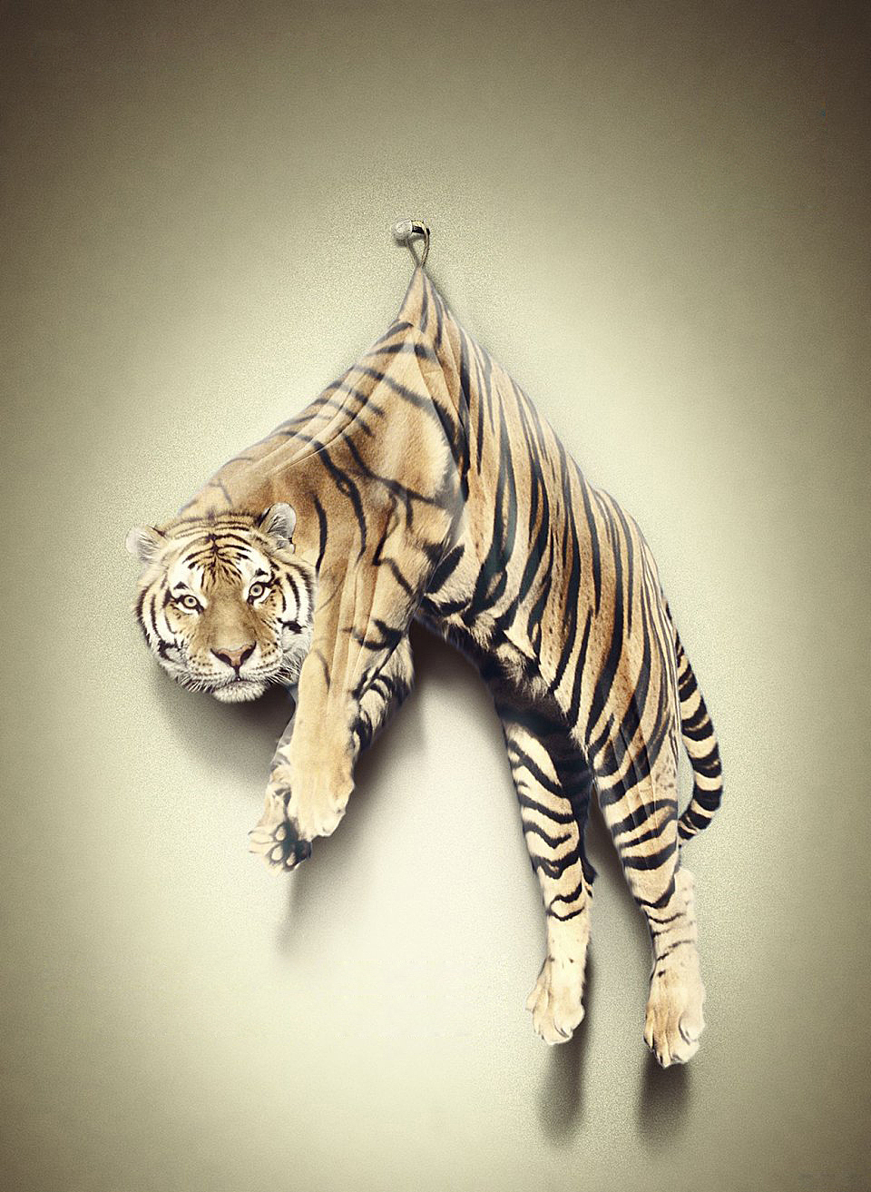 公益海报野生动物动物保护野生保护协会世界动植物日动物折页背景板