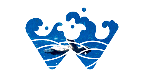 北京漫步水族logo设计 | Beijing Wandering Aquarium logo（图ZMTIxNjY1ODg=） - Logo - 站酷设计师会飞的辉原创素材 - 站酷ZCOOL