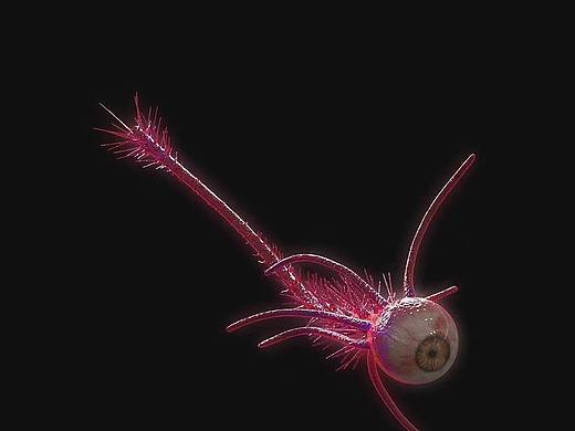 3d恐怖眼球怪（個(gè)人主頁(yè)-ZNDI3NTM4MTY=） - 場(chǎng)景 - 站酷設(shè)計(jì)師kuaisheng168原創(chuàng)素材 - 站酷ZCOOL