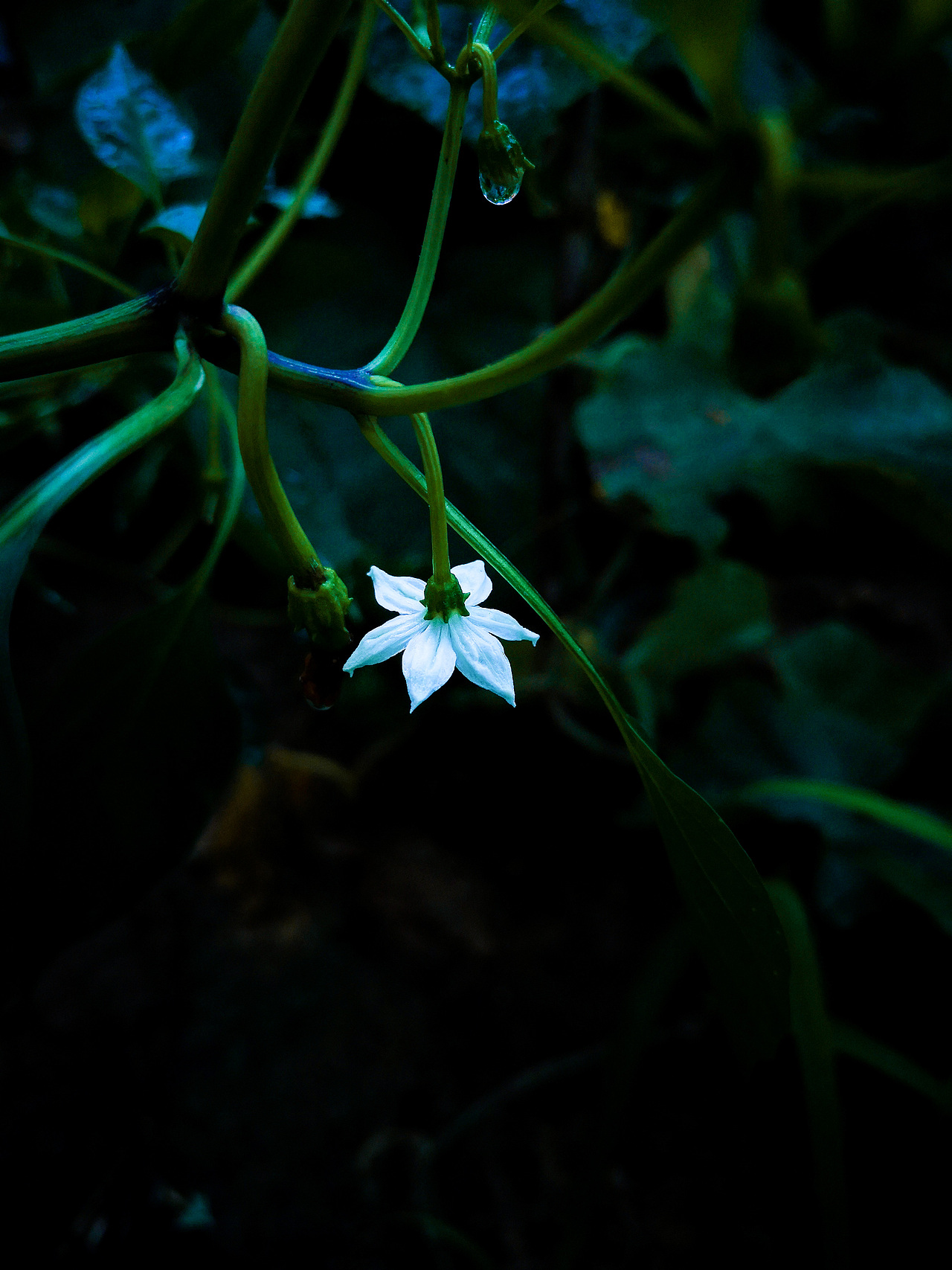 手机随拍~（图ZMTgxMTExNjI0） - 风光摄影 - 站酷设计师祁煜尘原创素材 - 站酷ZCOOL