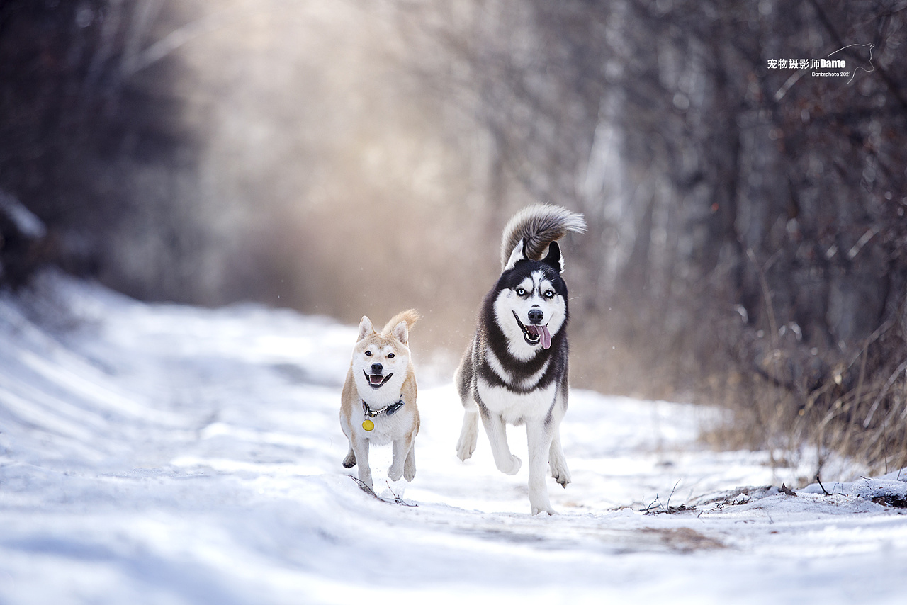 dante宠物摄影雪地哈士奇and小柴