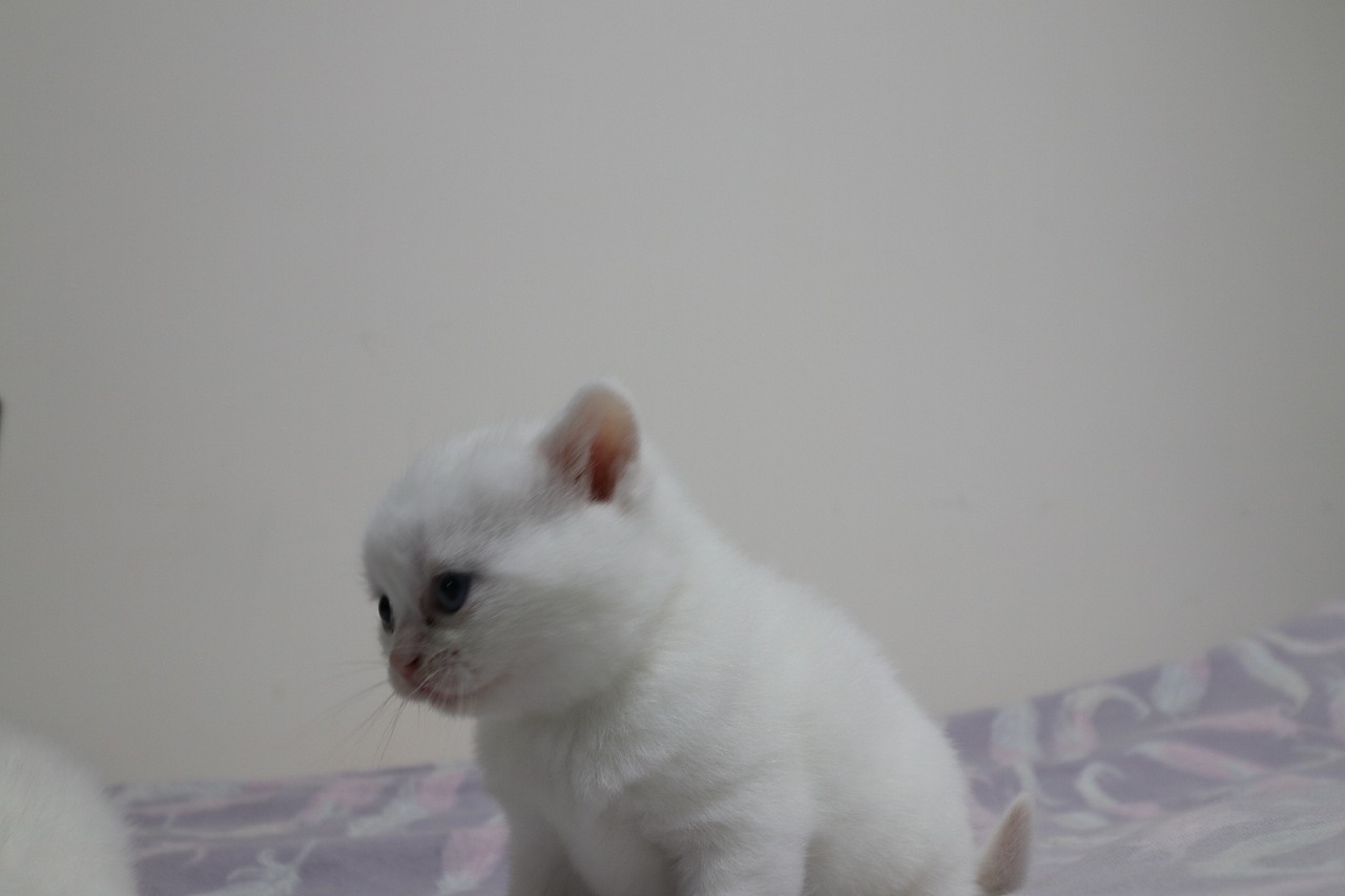 猫 161-英短-纯白-母-五粉-头无灰色毛-23-405g（图ZMjA4NjA3NzYw） - 宠物摄影 - 站酷设计师沐米猫舍原创素材 - 站酷ZCOOL
