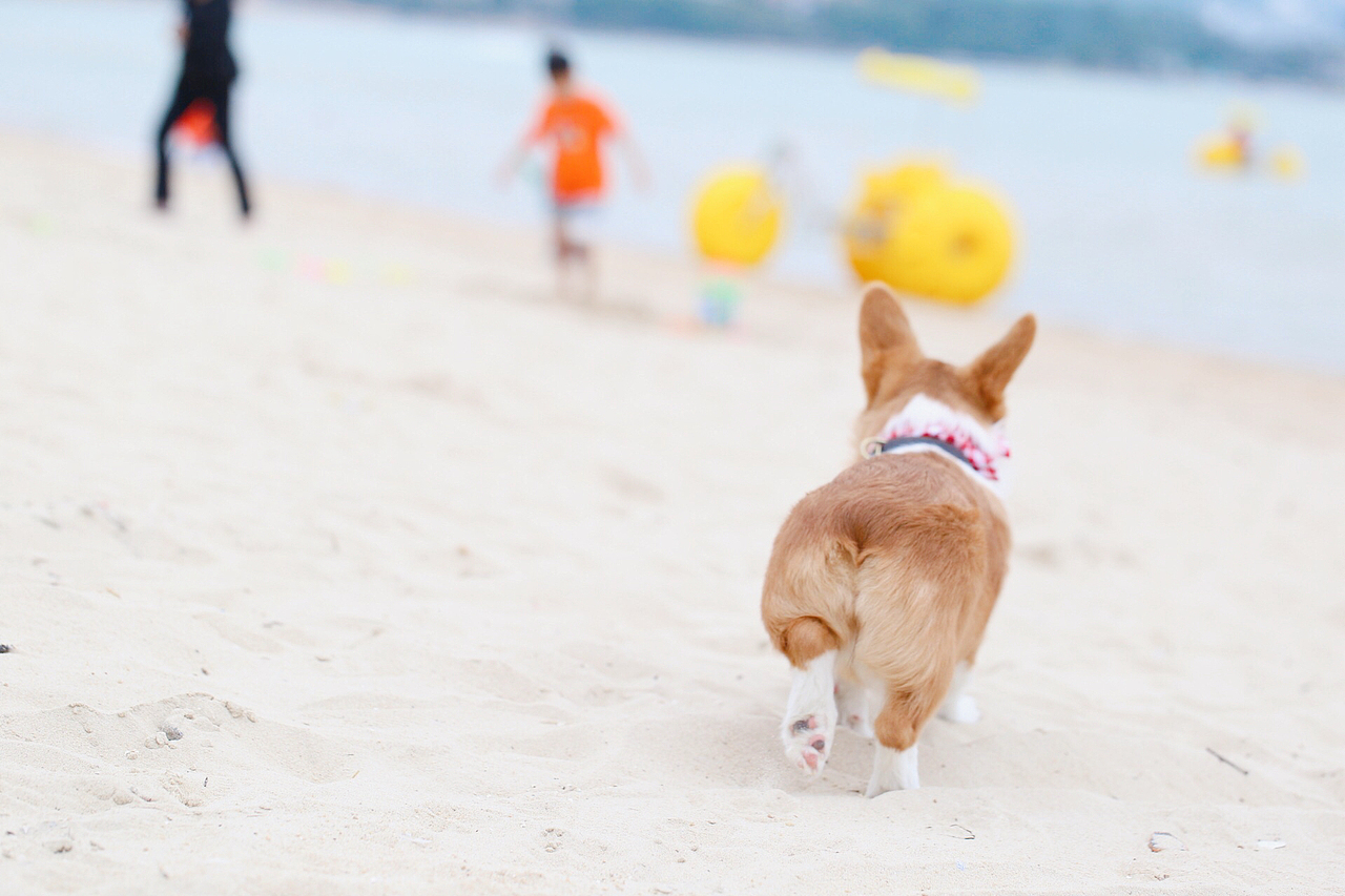 囧字眉的柯基也会笑