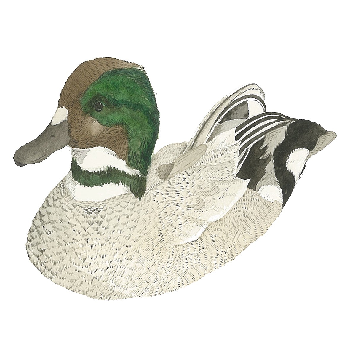 插画毕设《泸沽湖边》