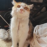 用戶頭像