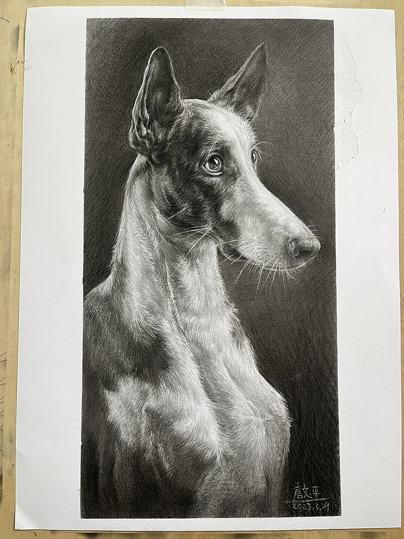 画了一条不知道叫什么的狗！（图ZMzM2NDcwMTU2） - 绘画 - 站酷设计师唐老师的素描课堂原创素材 - 站酷ZCOOL