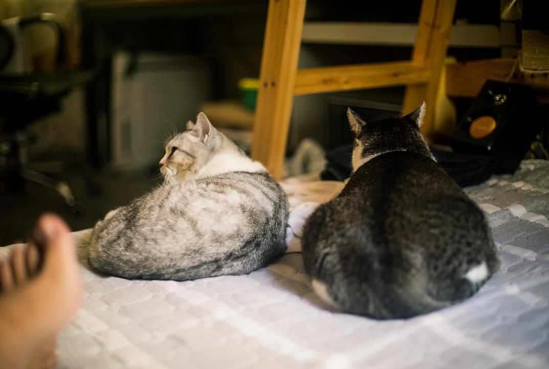 这两个小家伙在我家打打闹闹的日常