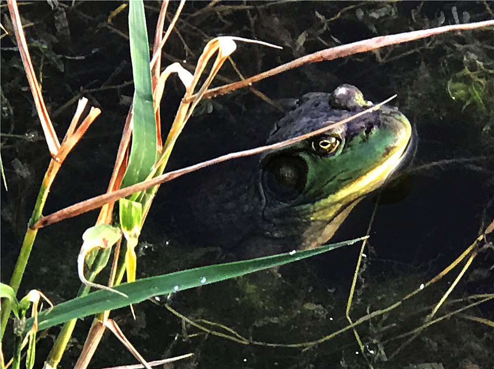 刘勇良手机摄影:晨光蛙鸣
