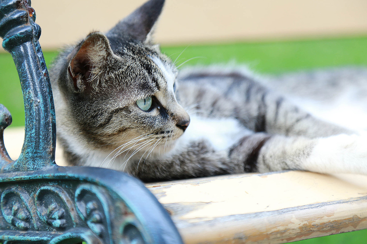 雅典娜你又霸占了整个椅子（图ZMzI1NTg3NDQ=） - 宠物摄影 - 站酷设计师11ELEVEN原创素材 - 站酷ZCOOL