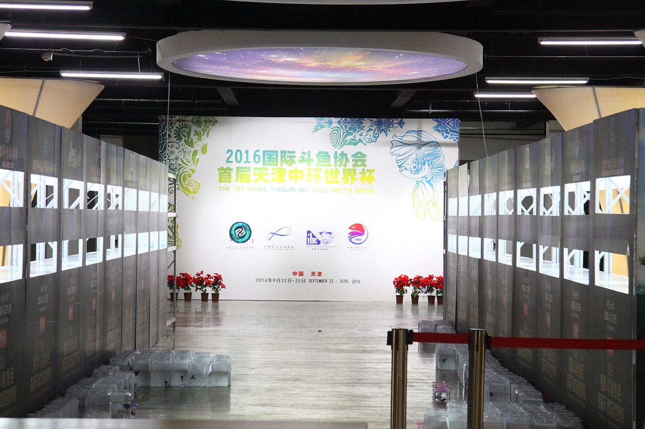 世界斗鱼观赏比赛 补充汇报