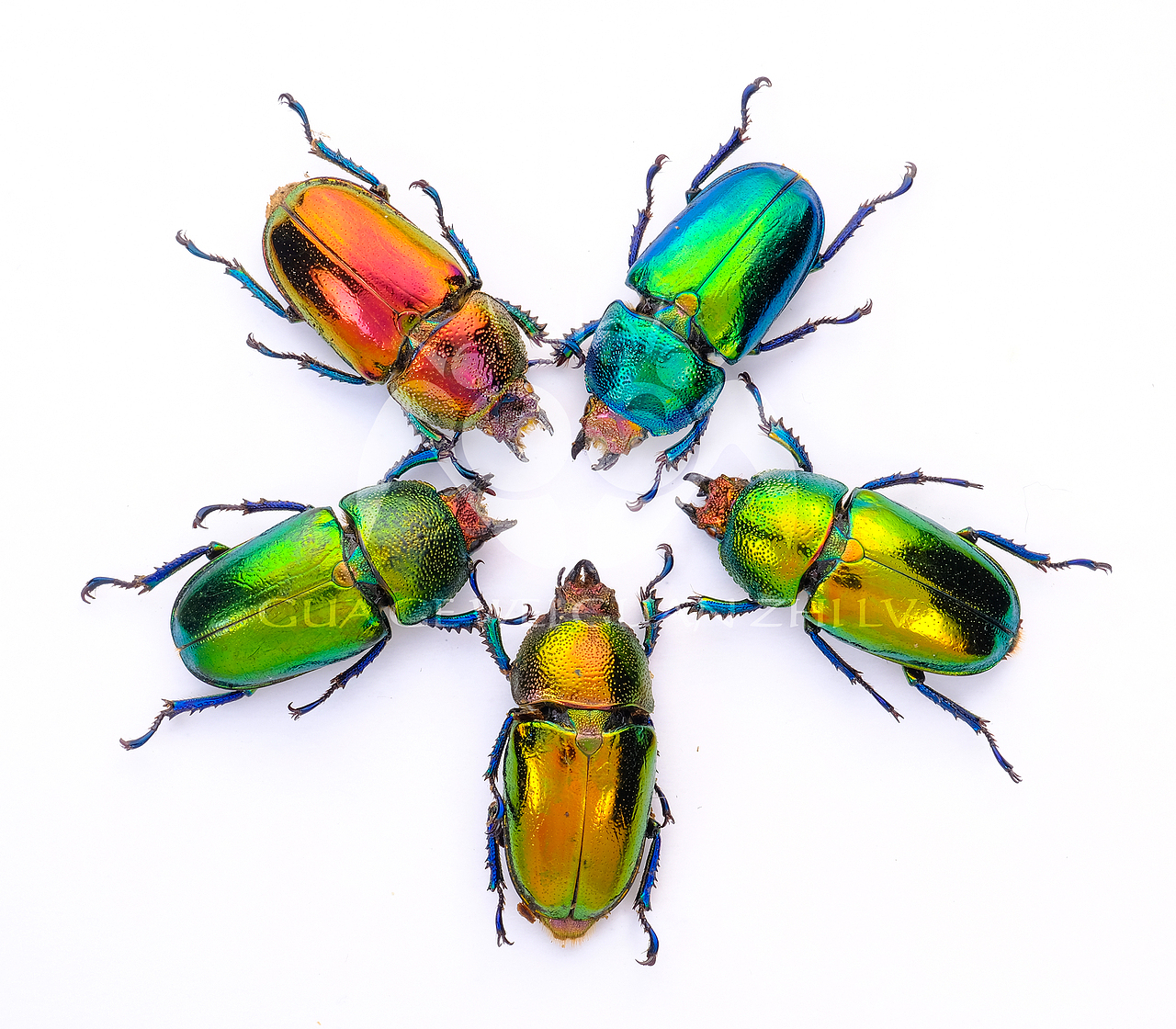 锹甲/吉丁虫 昆虫里的【宝石】之称