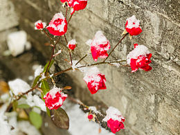 关于冬的随手拍