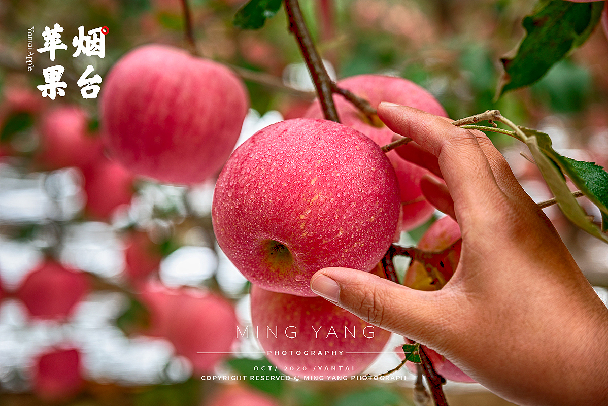 苹果水果（图ZMjI4NjI0Mzk2） - 产品摄影 - 站酷设计师摄影师董名扬原创素材 - 站酷ZCOOL