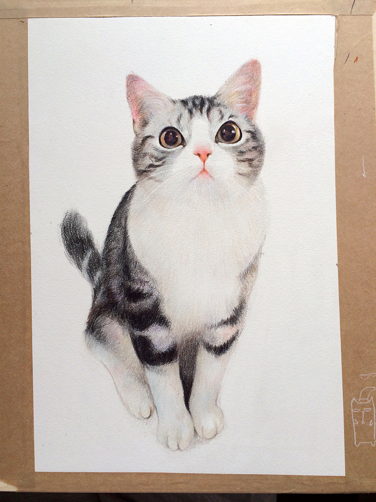 一只可爱的起司喵