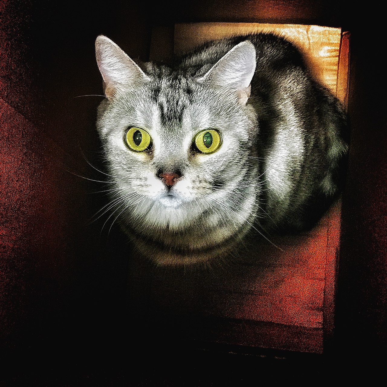 廖小咪（图ZNDE0MzIxMDQ=） - 宠物摄影 - 站酷设计师夜迷原创素材 - 站酷ZCOOL