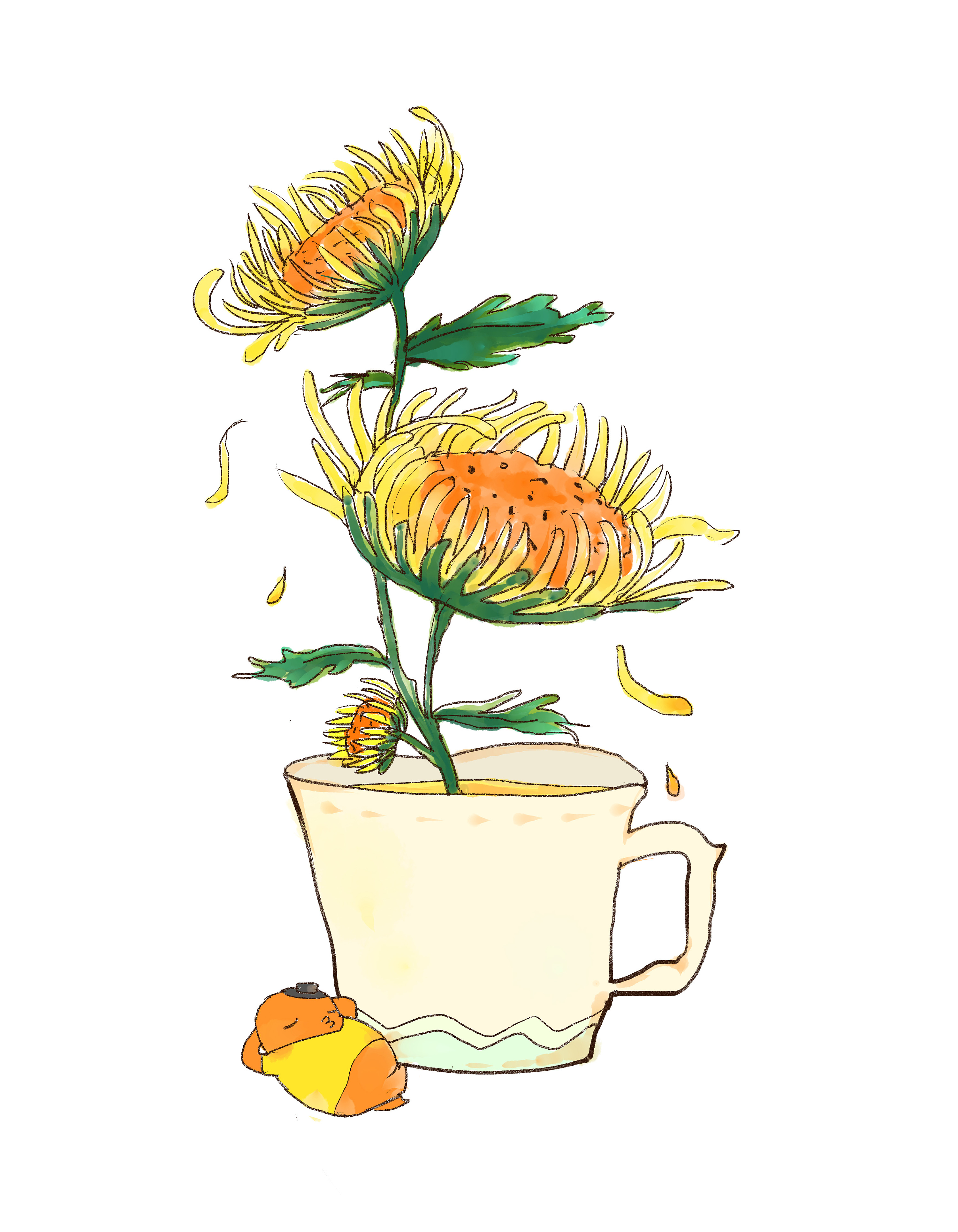 花茶包装插画