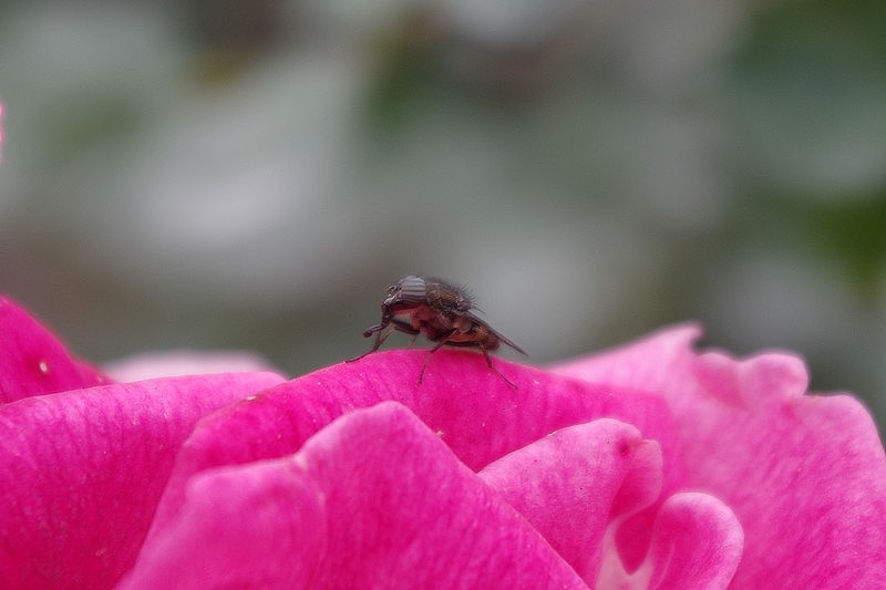 花語（圖ZNDk0MTYyOA==） - 風(fēng)光攝影 - 站酷設(shè)計(jì)師還珠哥哥原創(chuàng)素材 - 站酷ZCOOL