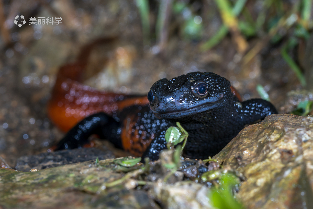 贵州疣螈喜欢在水质优秀,清澈柔缓的小溪附近生活.