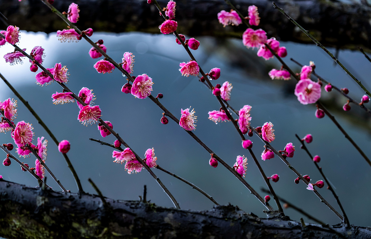 2019年1月30日,重庆市南川区生态大观园梅花园里的梅花娇艳绽放。