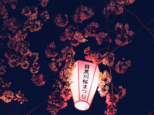 夜樱