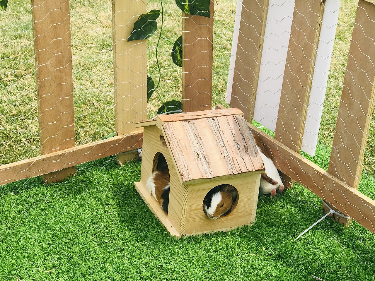 萌宠百鸟展（万达广场）（图ZMjA1NTU1ODcy） - 人文/纪实摄影 - 站酷设计师放狼的小羊原创素材 - 站酷ZCOOL