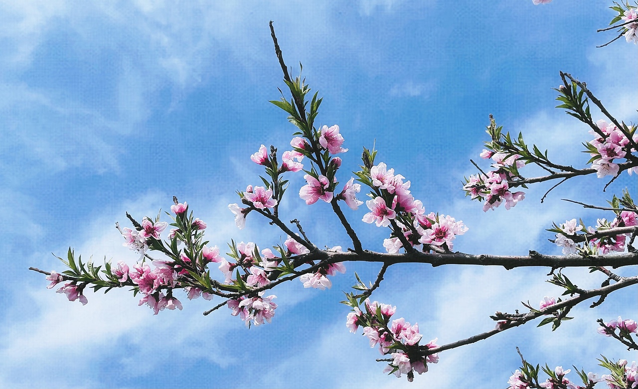 春·尾（图ZMjk3NjE3NzUy） - 风光摄影 - 站酷设计师设计狮摄影狮原创素材 - 站酷ZCOOL