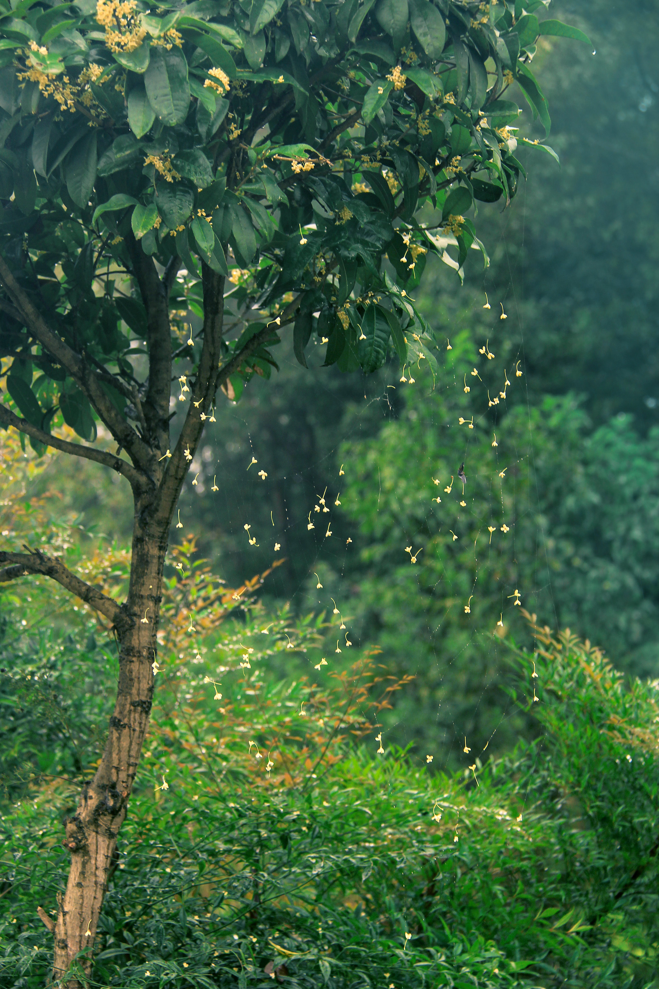 故乡的桂花树|摄影|风光摄影|cloverxin - 原创作品 - 站酷 (zcool)