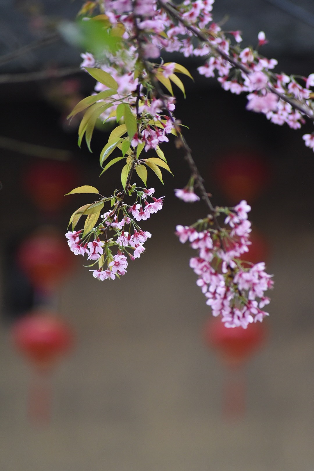 花（图ZMTQzMjgxOTMy） - 风光摄影 - 站酷设计师之柱原创素材 - 站酷ZCOOL