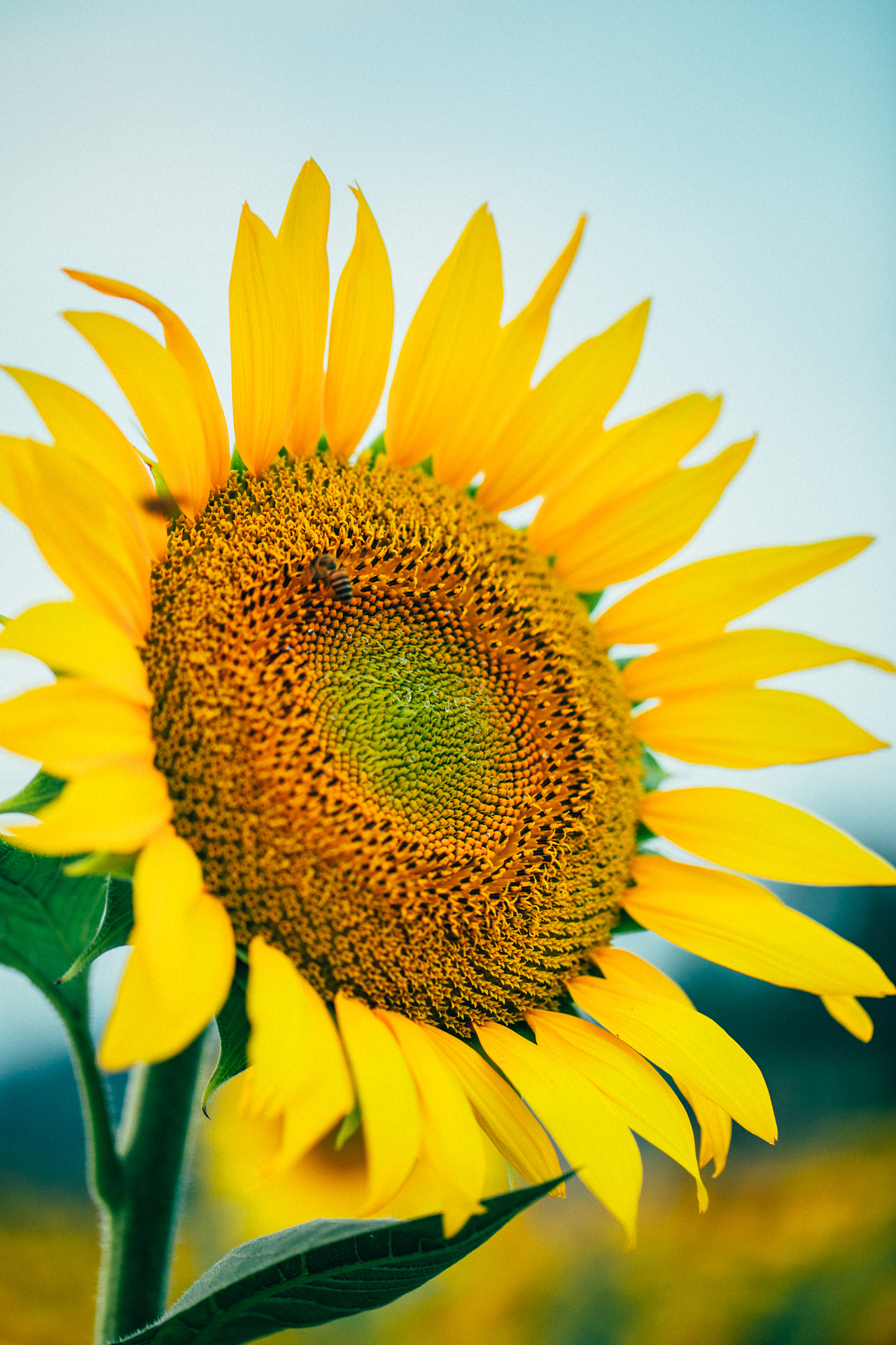 向日葵拍摄|摄影|人像摄影|天意视觉 - 原创作品 - 站酷 (zcool)