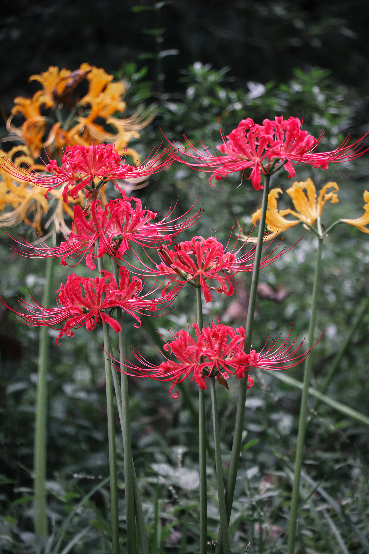 彼岸花·曼珠沙华（图ZMTg0MTY4NTYw） - 风光摄影 - 站酷设计师公子雪原创素材 - 站酷ZCOOL