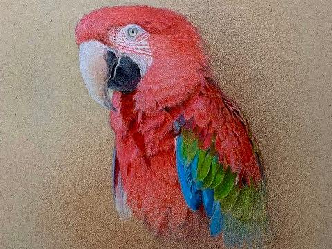 彩铅金刚鹦鹉