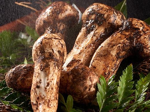 松茸静物拍摄（个人主页-ZNDY4MDk0Mjg=） - 产品摄影 - 站酷设计师杰意文化传媒原创素材 - 站酷ZCOOL