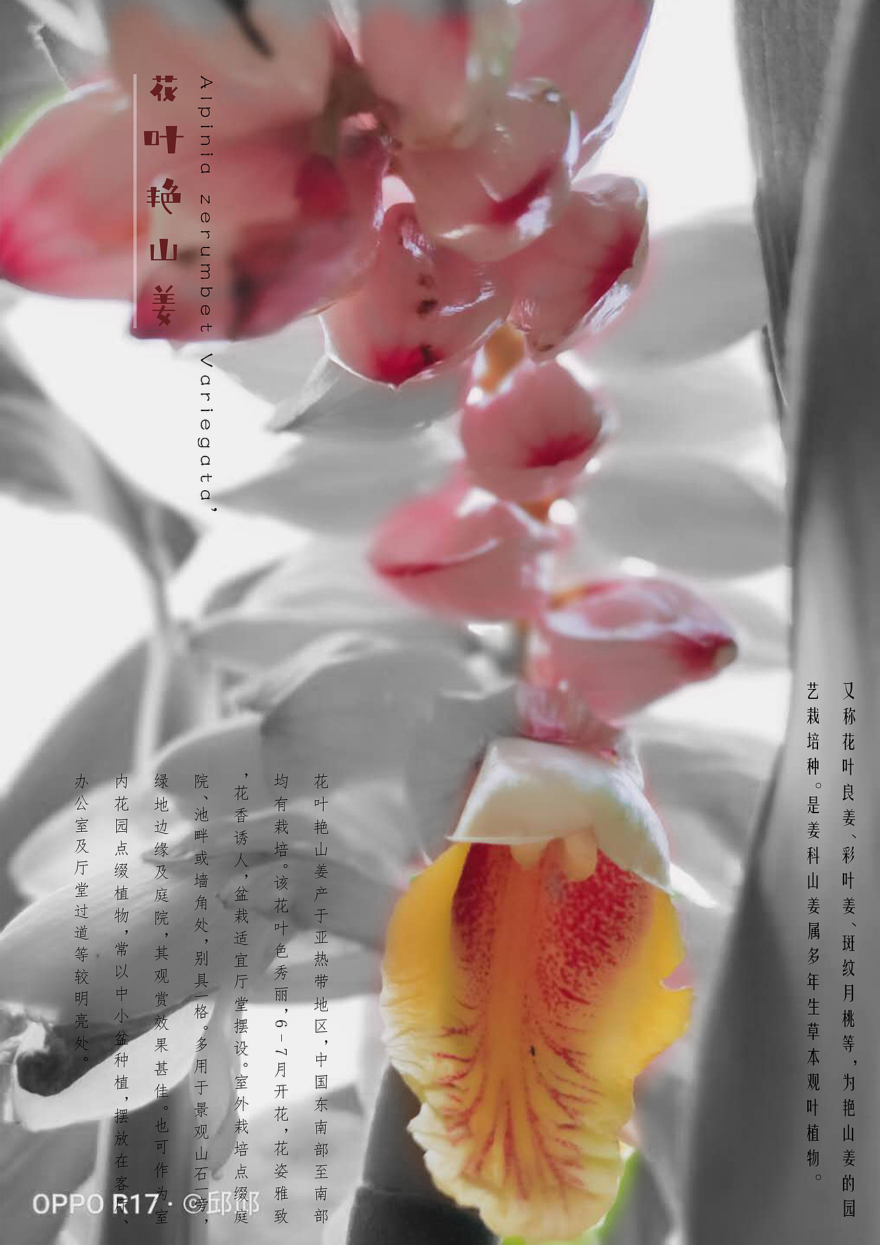 平常练手（图ZMjA1Mzk0MDEy） - 海报 - 站酷设计师杞子呆呆原创素材 - 站酷ZCOOL