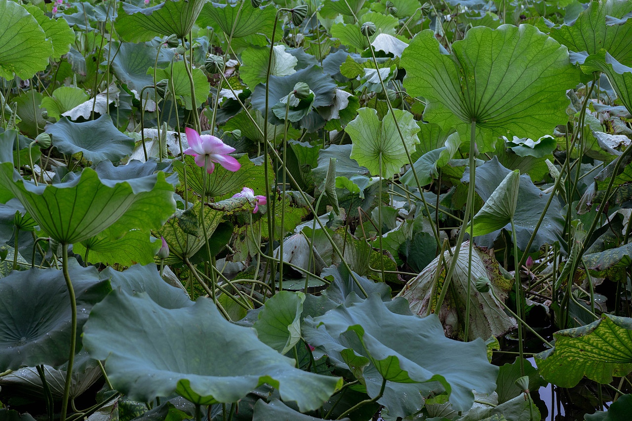 西湖荷花7月31日（图ZMjcxOTI3OTUy） - 风光摄影 - 站酷设计师达达达西瓜原创素材 - 站酷ZCOOL