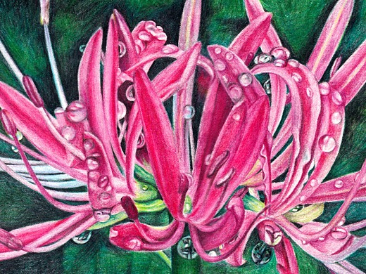 彩铅画-曼珠沙华