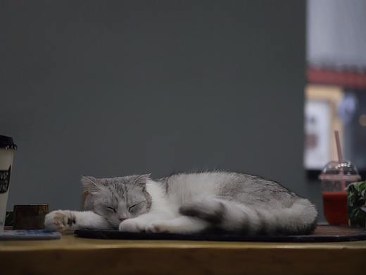 日常拍猫（个人主页-ZMzcxMjY4OTI=） - 宠物摄影 - 站酷设计师丨多鱼丨原创素材 - 站酷ZCOOL