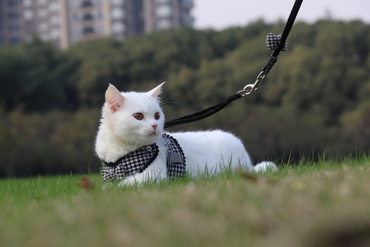 纯白色 英国短毛猫 眼睛橙色猫毛纯白色 白色英短