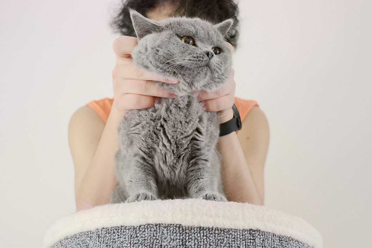 种猫-MM-纯蓝色-冬梅-英国短毛猫|沐米猫舍