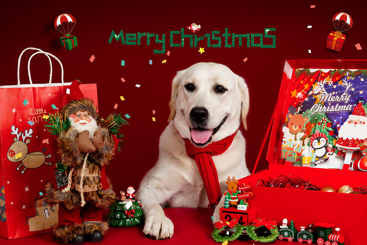 拉布拉多合集——宠爱拾光宠物摄影