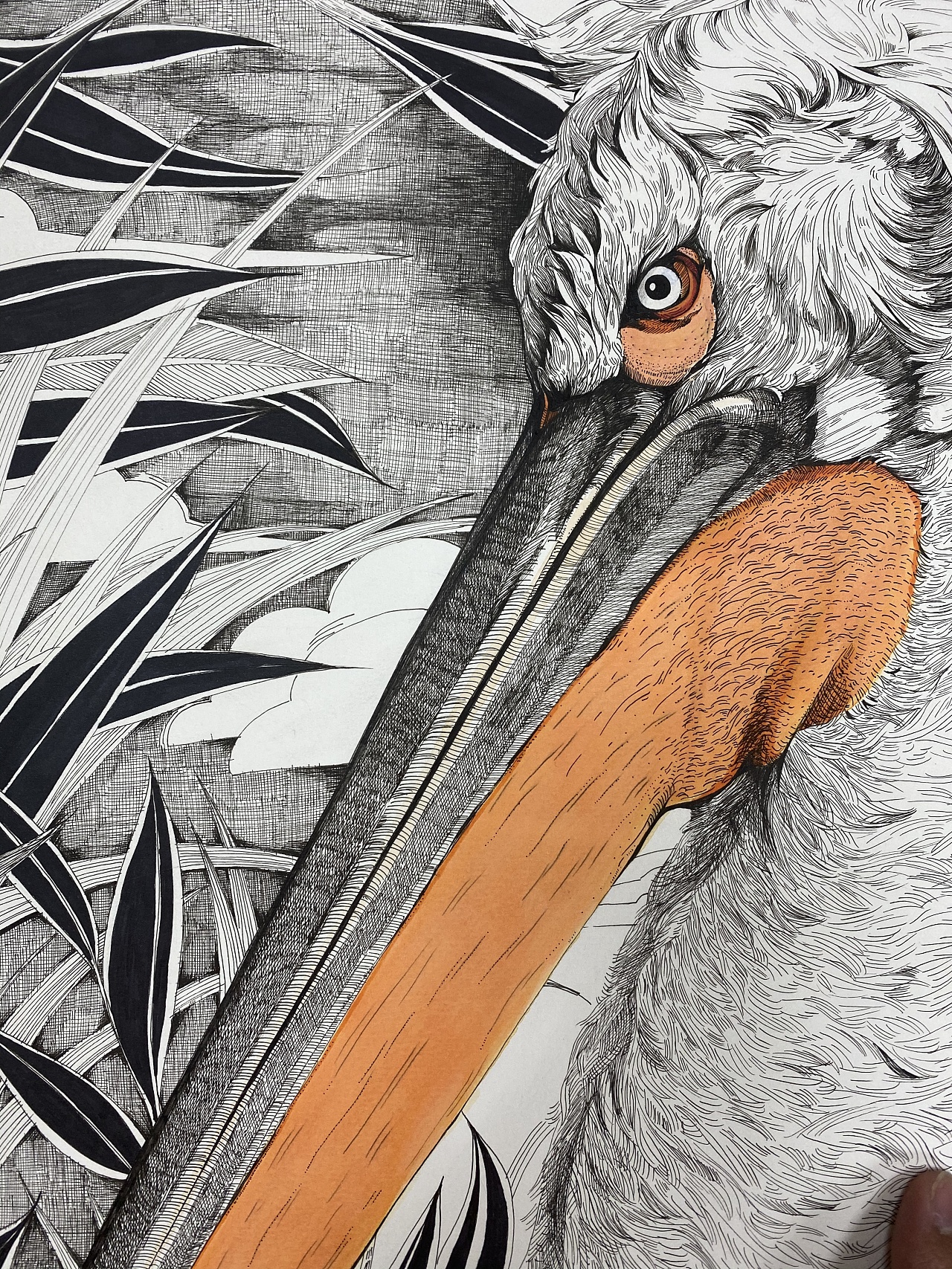 《鹈鹕》|纯艺术|绘画|dressliu - 原创作品 - 站酷 (zcool)