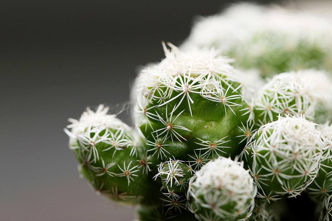 多肉植物 绿植 盆栽 白鸟